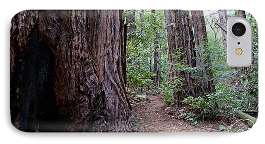 Mount Tamalpais iPhone 7 Case featuring the photograph Pathway through a Redwood Forest on Mt Tamalpais by Ben Upham III