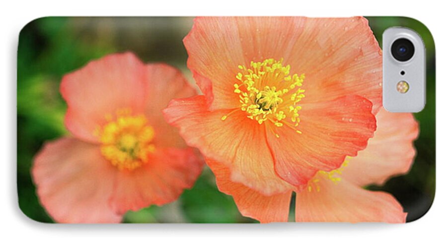 Peach Poppies iPhone 7 Case featuring the photograph Peach Poppies by Sally Weigand