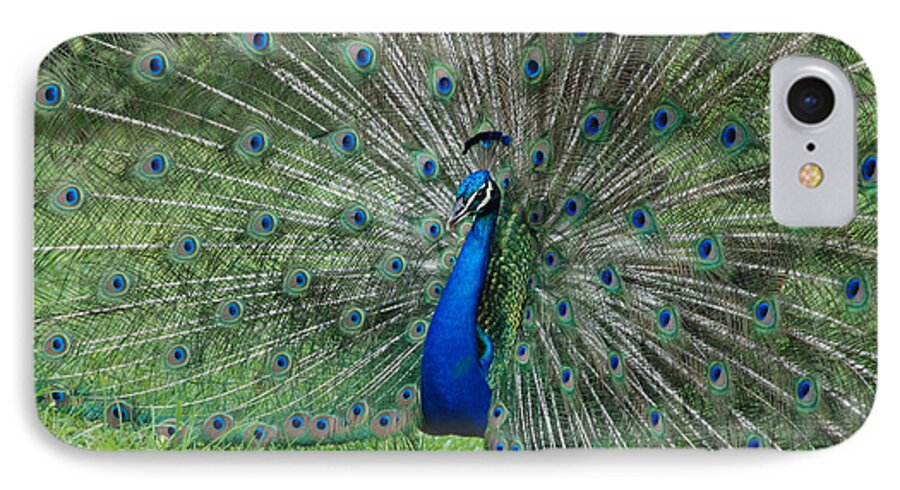 Peacock iPhone 7 Case featuring the photograph Peacocks Glory by Rob Hans