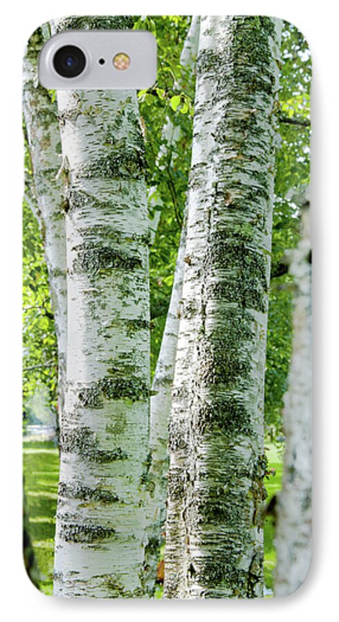 Cornish iPhone 7 Case featuring the photograph Peek a boo Birch by Greg Fortier