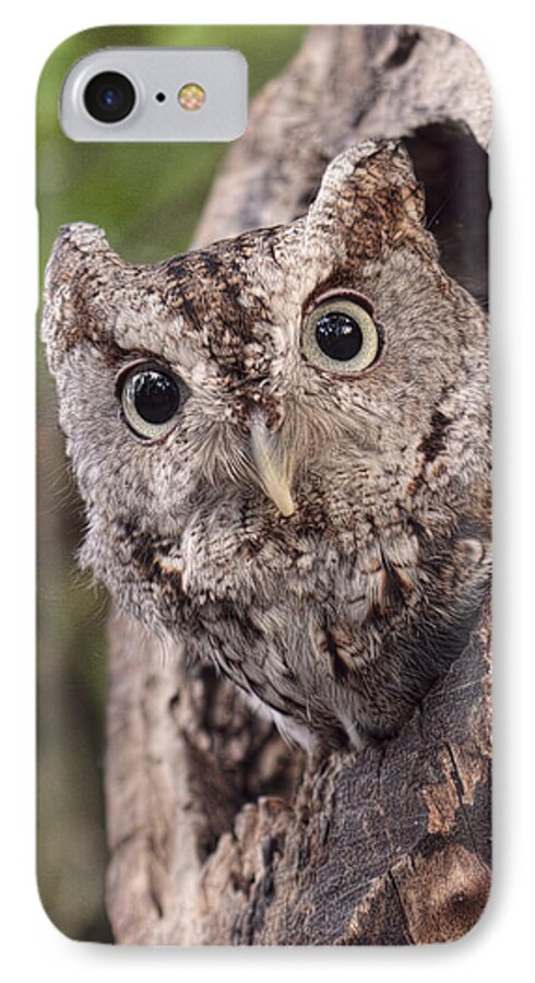 Screech Owl iPhone 7 Case featuring the photograph Peek a Boo by Cheri McEachin