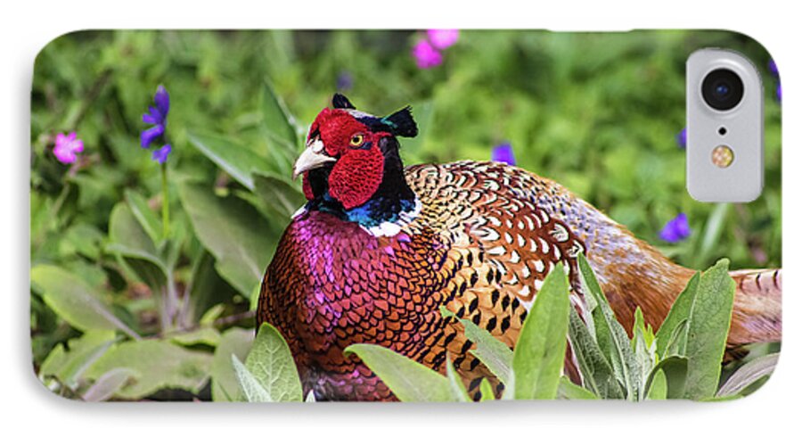 Pheasant iPhone 7 Case featuring the photograph Pheasant by Martin Newman