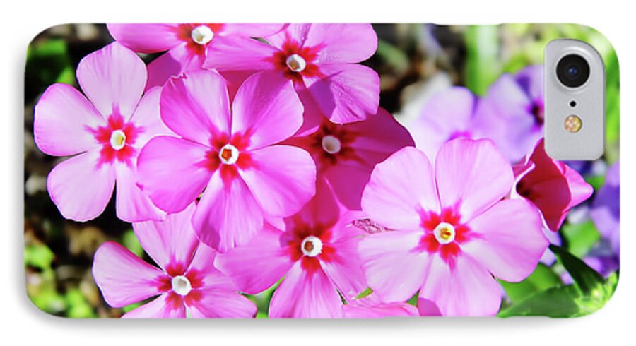 Phlox iPhone 7 Case featuring the photograph Phlox Beside The Road by D Hackett
