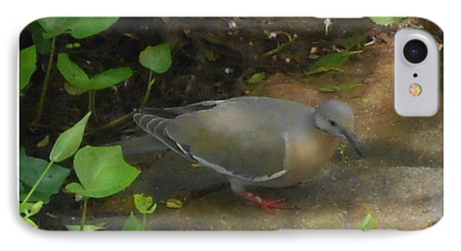 Bird iPhone 7 Case featuring the photograph Pigeon by Felipe Adan Lerma