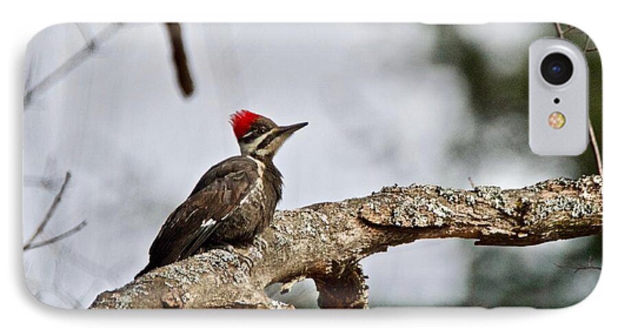 Pileated Woodpecker iPhone 7 Case featuring the photograph pileated Woodpecker 1068 by Michael Peychich