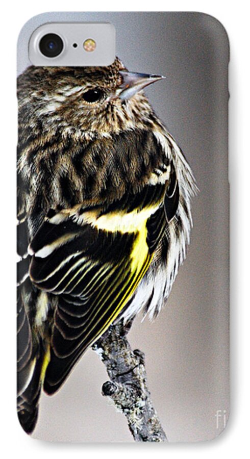 Photography iPhone 7 Case featuring the photograph Pine Siskin by Larry Ricker