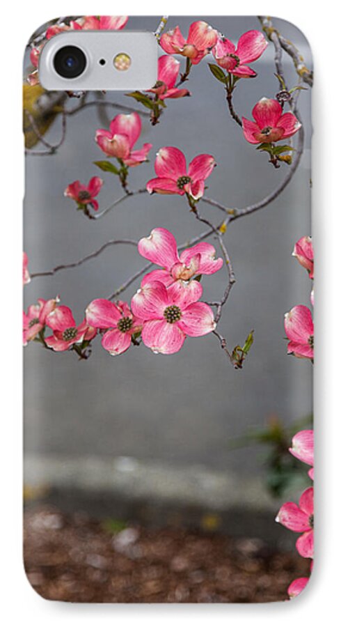 Bellingham iPhone 7 Case featuring the photograph Pink Dogwoods by Judy Wright Lott