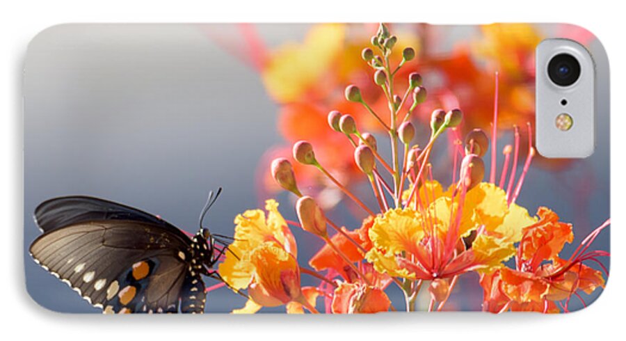 Tucson iPhone 7 Case featuring the photograph Pipevine Swallowtail by Dan McManus