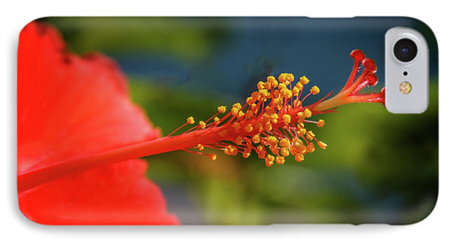 Hibiscus iPhone 7 Case featuring the photograph Pistil Of Hibiscus by Robert Bales
