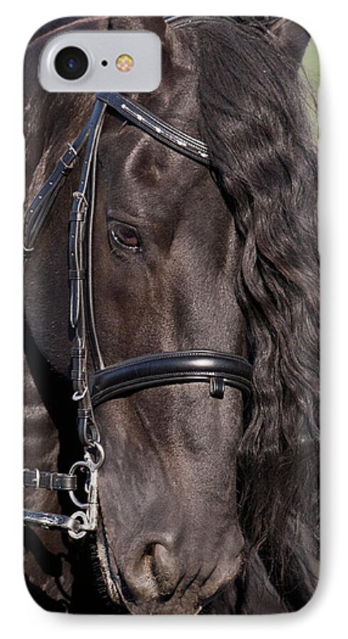 Portrait Of A Friesian iPhone 7 Case featuring the photograph Portrait Of A Friesian by Wes and Dotty Weber