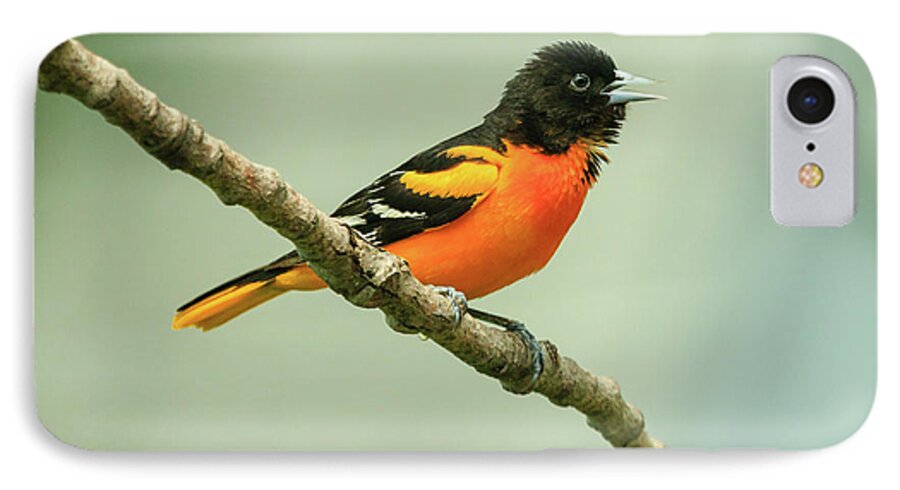 Backyard iPhone 7 Case featuring the photograph Portrait of a Singing Baltimore Oriole by Joni Eskridge