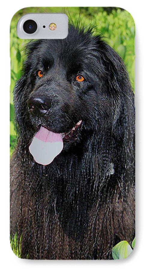 Sierra iPhone 7 Case featuring the photograph Portrait Of Sierra by Sean Sarsfield