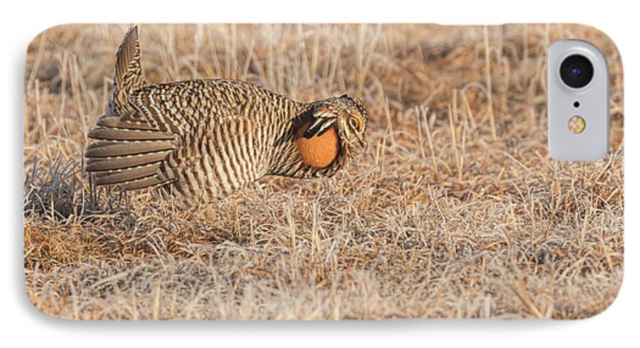 Wisconsins Prairie Chicken iPhone 7 Case featuring the photograph Prairie Chicken 10-2015 by Thomas Young