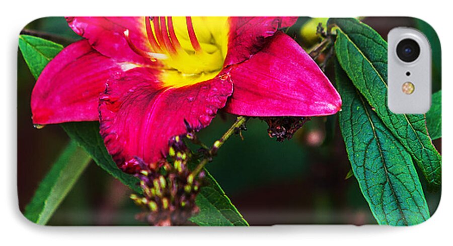 Flowers iPhone 7 Case featuring the photograph Pretty Flower by Ed Peterson