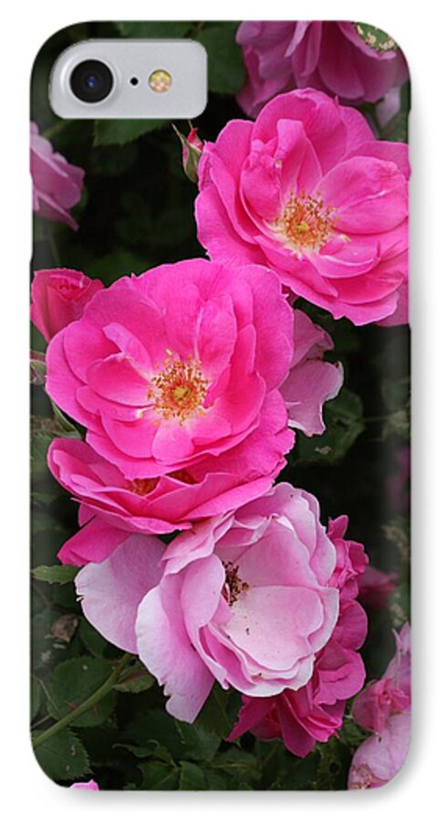Rose iPhone 7 Case featuring the photograph Profusion of pink by Doris Potter