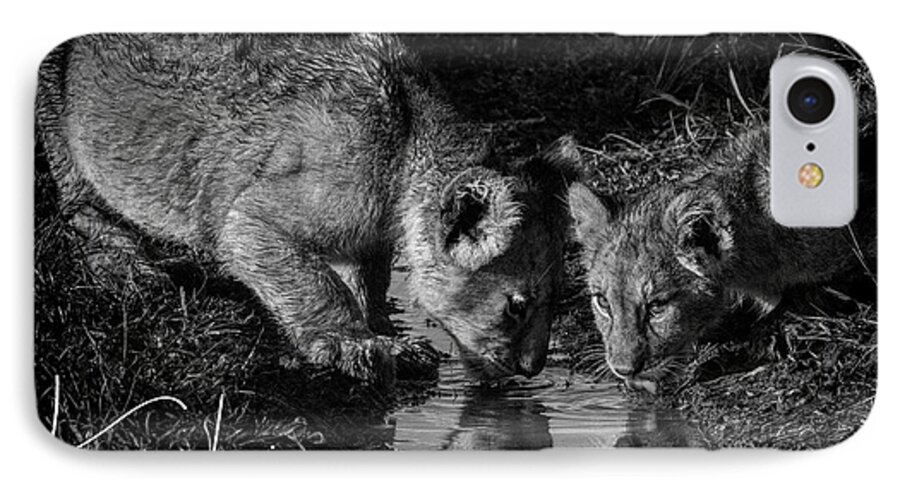Lion iPhone 7 Case featuring the photograph Puddle Time by Karen Lewis