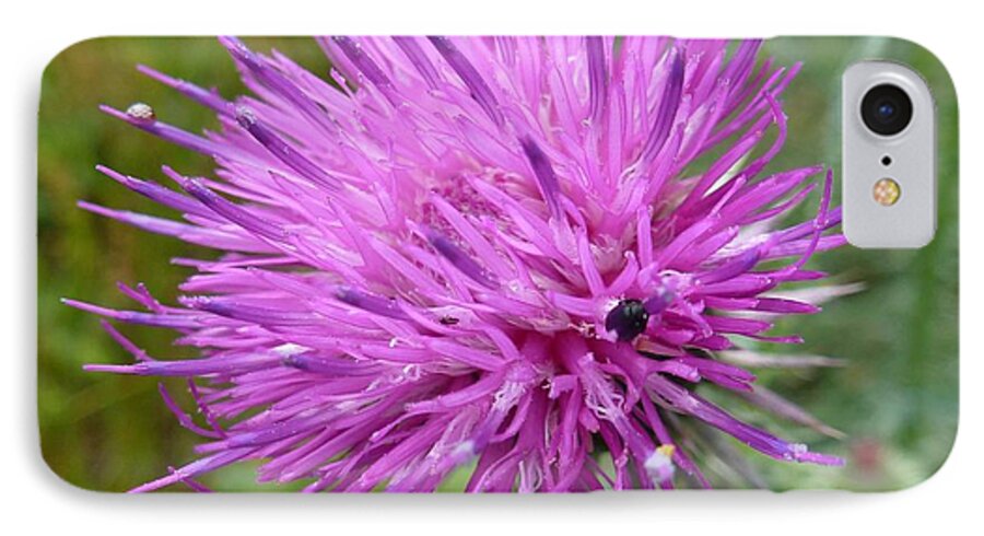 Beautiful iPhone 7 Case featuring the photograph Purple Dandelions 2 by Jean Bernard Roussilhe