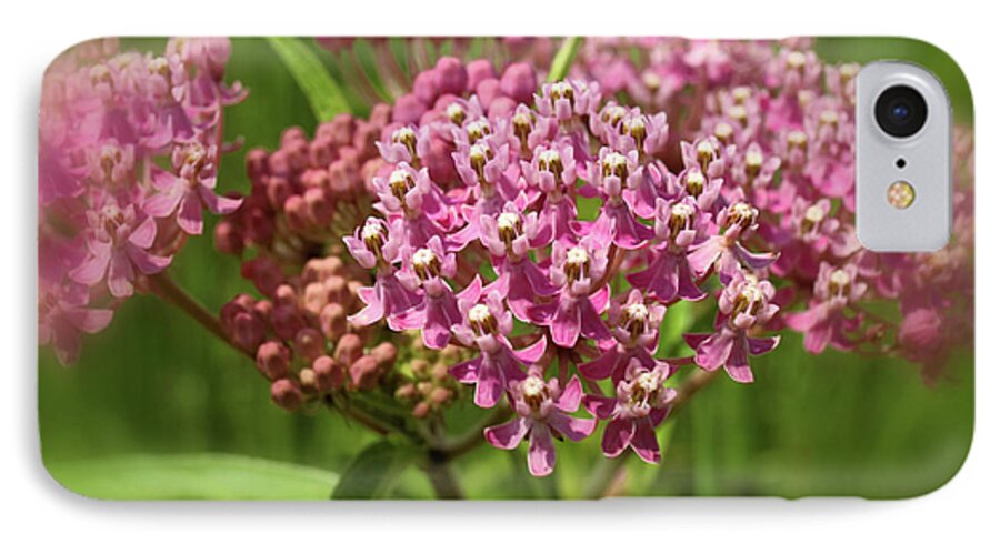 Flower iPhone 7 Case featuring the photograph Purple Milkweed by Scott Kingery