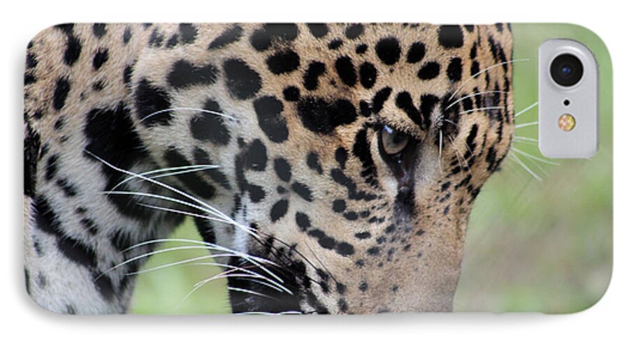 Jaguar iPhone 7 Case featuring the photograph Jaguar and Toy by DB Hayes