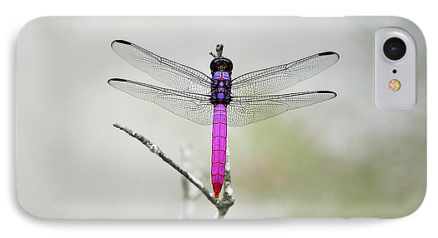 Pink Dragonfly iPhone 7 Case featuring the photograph Radiant Roseate by Al Powell Photography USA