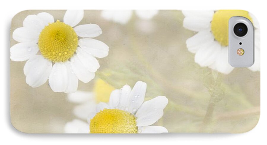 Chamomile iPhone 7 Case featuring the photograph Rain-kissed chamomile by Cindy Garber Iverson