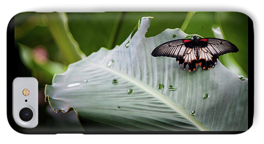 Rainforest Butterflies iPhone 7 Case featuring the photograph Raining Wings by Karen Wiles