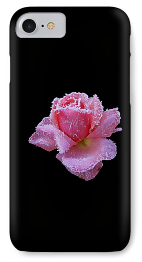 Roses iPhone 7 Case featuring the photograph Rare Winter Rose by Harold Zimmer