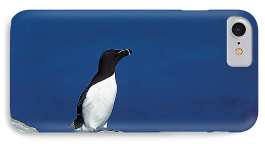 Adult iPhone 7 Case featuring the photograph Razor-billed Auk Alca Torda by Gerard Lacz