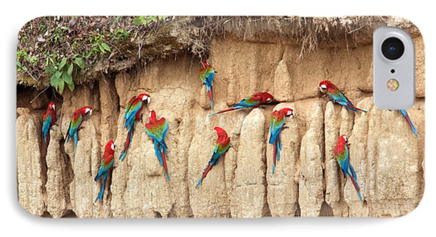 Peru iPhone 7 Case featuring the photograph Red and Green Macaws Eating Minerals by Aivar Mikko