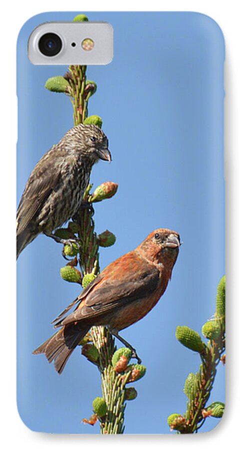 Bird iPhone 7 Case featuring the photograph Red Crossbill Pair by Alan Lenk