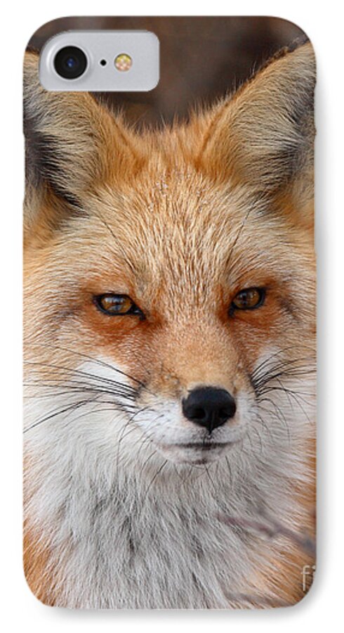 Red Fox iPhone 7 Case featuring the photograph Red Fox In Winter Ruff by Max Allen
