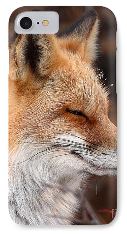 Red Fox iPhone 7 Case featuring the photograph Red Fox With Ice Formed On Brow by Max Allen