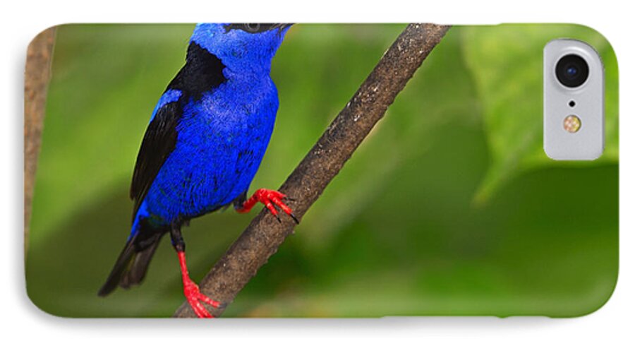 Red-legged Honeycreeper iPhone 7 Case featuring the photograph Red-legged Honeycreeper by Tony Beck