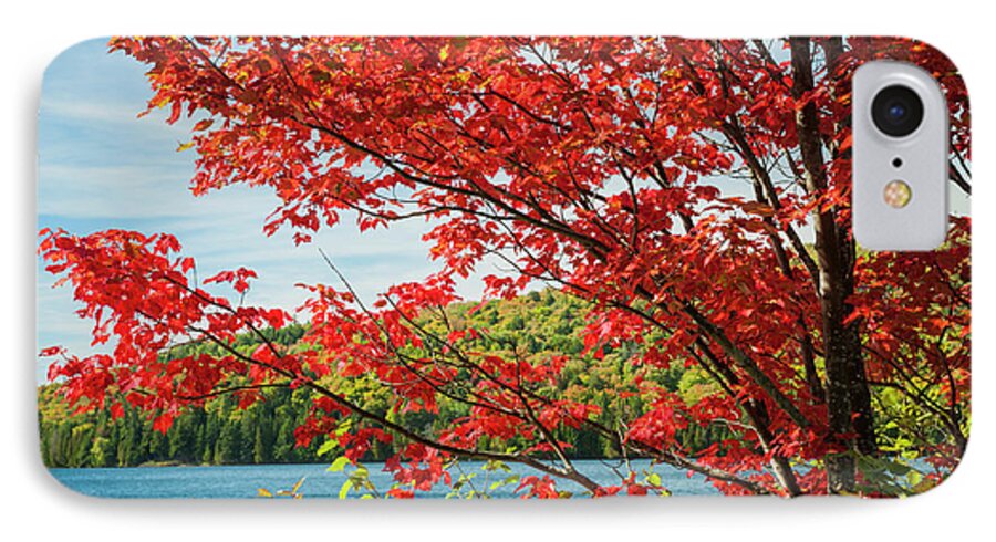 Fall iPhone 7 Case featuring the photograph Red maple on lake shore by Elena Elisseeva