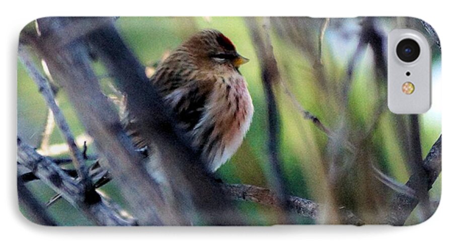 Red Poll iPhone 7 Case featuring the photograph Red Poll, Resting by Tracey Vivar
