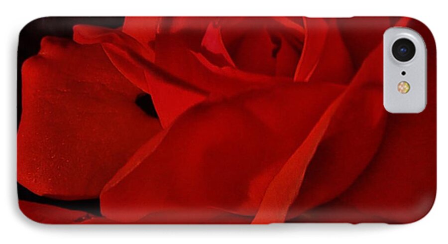 Red Rose iPhone 7 Case featuring the photograph Red Red Rose by Daniele Smith