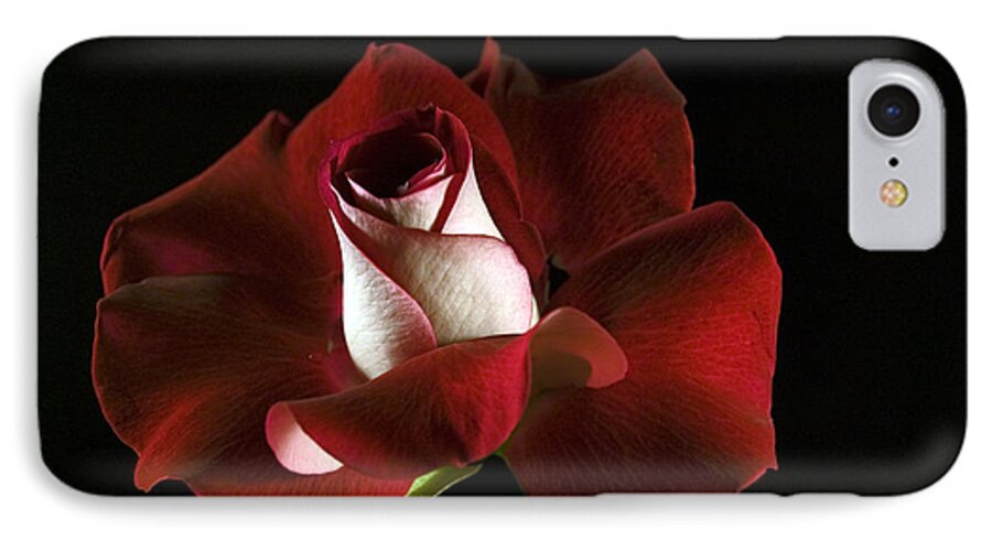 Rose iPhone 7 Case featuring the photograph Red Rose Petals by Elsa Santoro