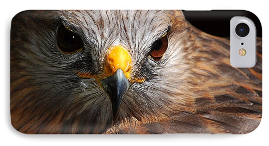 Red-shouldered Hawk iPhone 7 Case featuring the photograph Red-shouldered Hawk by Lorenzo Cassina