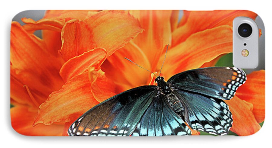 Red-spotted Purple iPhone 7 Case featuring the photograph Red Spotted Fritillary by Kristin Elmquist