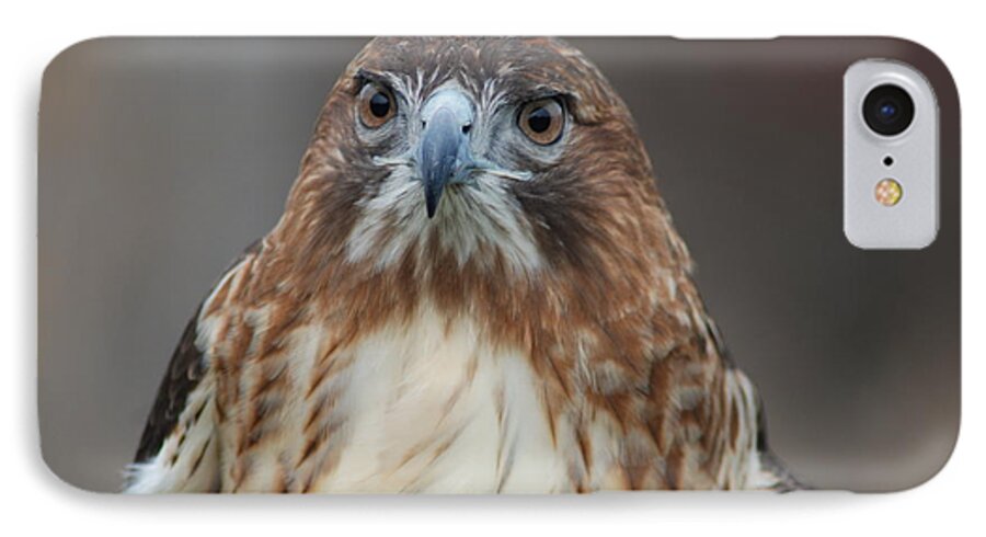 Hawk iPhone 7 Case featuring the photograph Red tailed hawk by Richard Bryce and Family