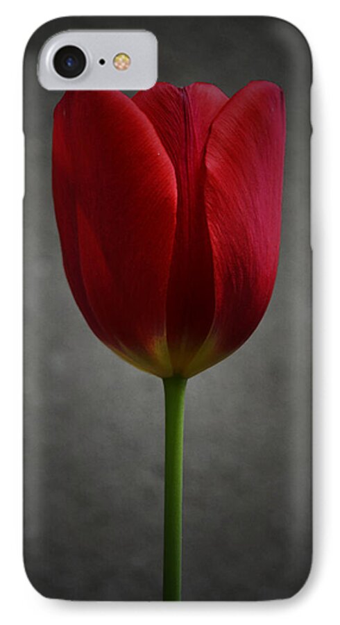Tulip iPhone 7 Case featuring the photograph Red Tulip by Richard Andrews