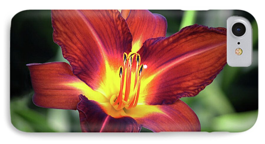 Lily iPhone 7 Case featuring the photograph Red Volunteer. by Terence Davis