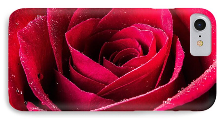 Flower iPhone 7 Case featuring the photograph Rose After the Rain by Tammy Ray