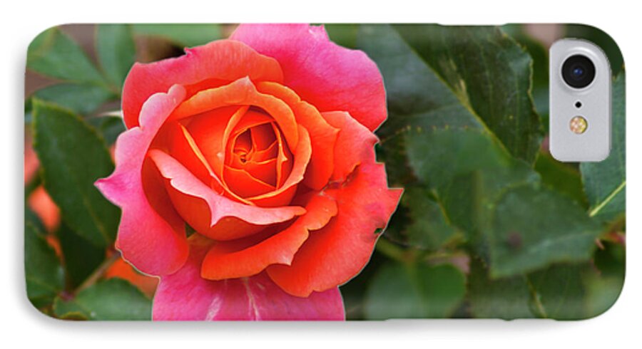 Rose iPhone 7 Case featuring the photograph Rose by Bill Barber