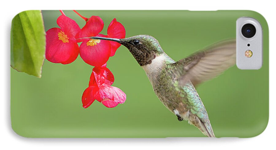 Ruby-throated Hummingbird iPhone 7 Case featuring the photograph Ruby Throated Hummingbird Feeding on Begonia by Bonnie Barry