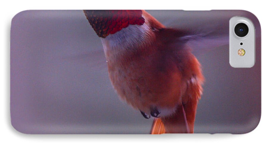Rufus iPhone 7 Case featuring the photograph Rufus Hummingbird by Chuck Flewelling