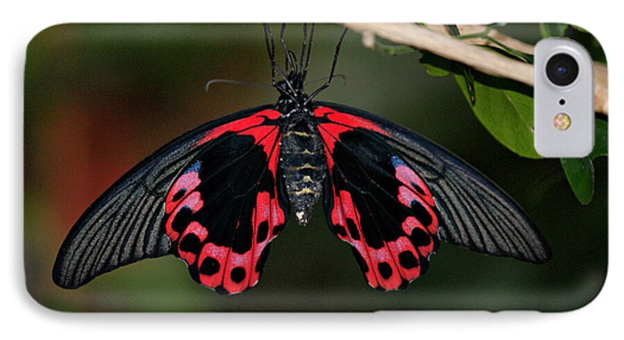 Butterfly iPhone 7 Case featuring the photograph Scarlet Mormon Butterfly by Sandy Keeton