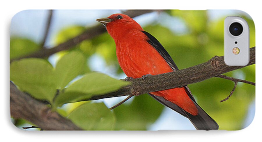 Bird iPhone 7 Case featuring the photograph Scarlet Tanager by Alan Lenk