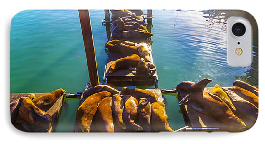 Sea Lions iPhone 7 Case featuring the photograph Sea Lions Sunning On Dock by Garry Gay