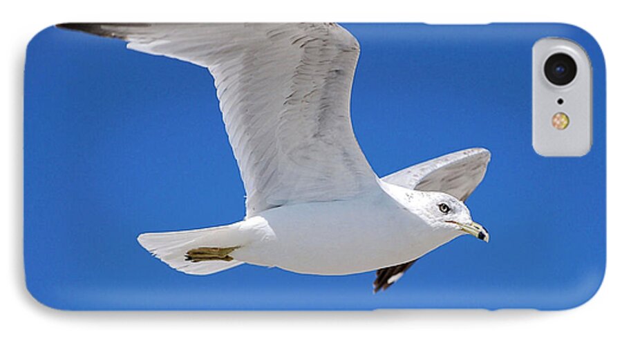 Photography iPhone 7 Case featuring the photograph Seagull by Ludwig Keck